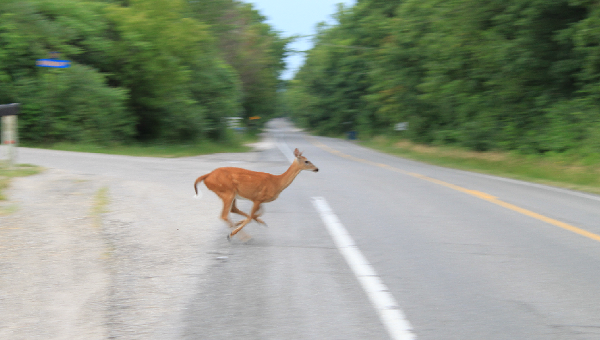 CARFAXca's tweet image. Fall is the season for deer mating &amp;amp; migrating. Pay extra attention for them when you're driving #caradvice