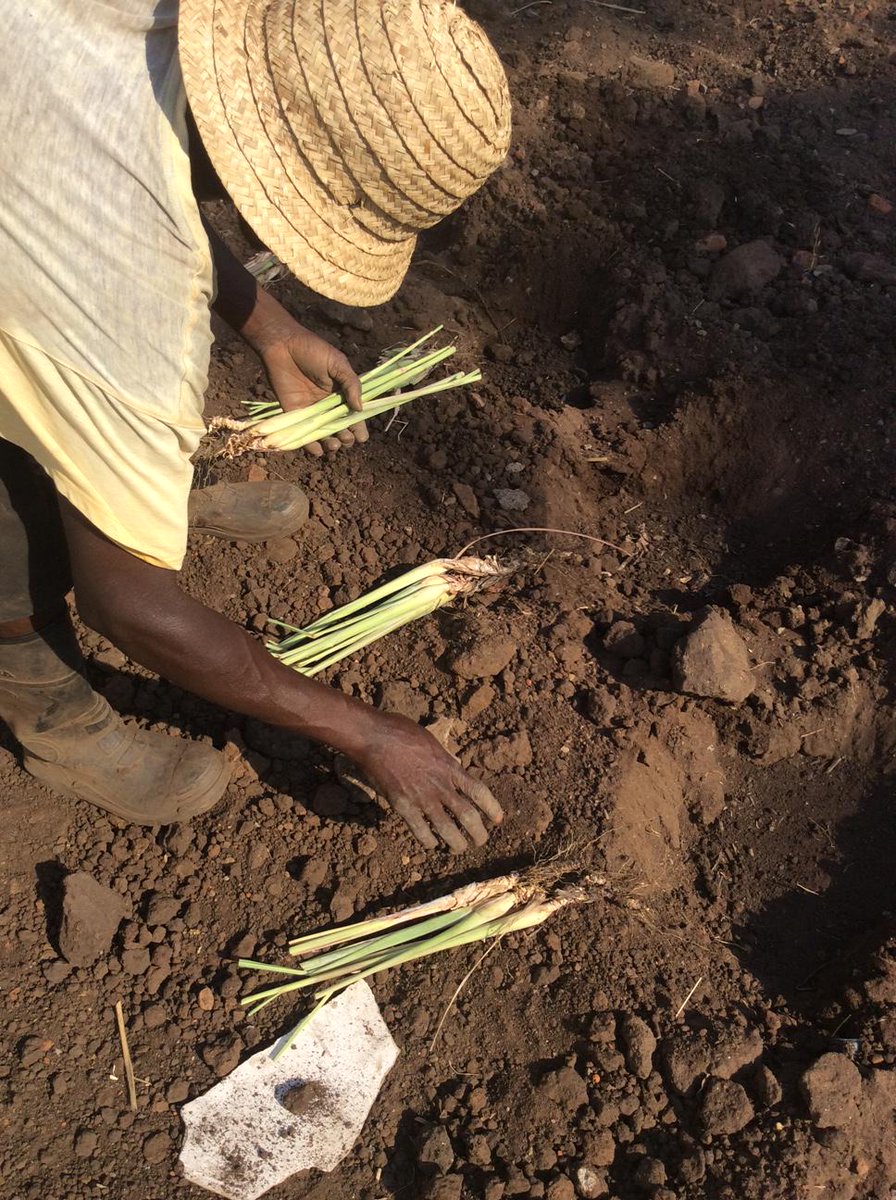 Why we're planting lemongrass at Ndi Moyo. #malawi #healing facebook.com/tuesdaytrust/p…