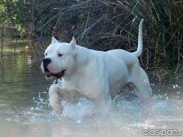 Raza: Dogo Argentino
Origen: Argentina
Peso: 40 a 45 kg
Tamaño: Mediano
Carácter: Alegre, franco, humilde, amigable
