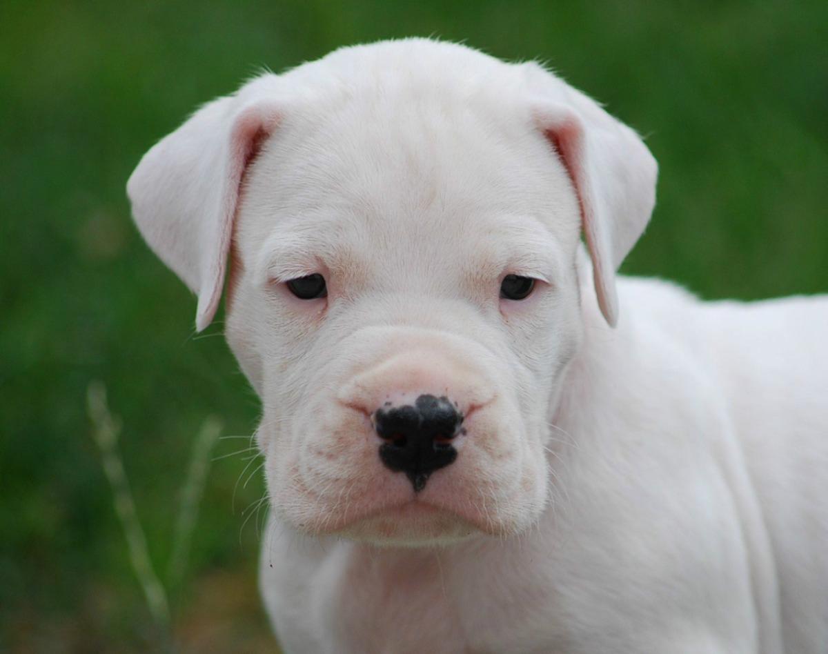 iRazasdePerros's tweet photo. Raza: Dogo Argentino
Origen: Argentina
Peso: 40 a 45 kg
Tamaño: Mediano
Carácter: Alegre, franco, humilde, amigable http://t.co/TWR090NXqC