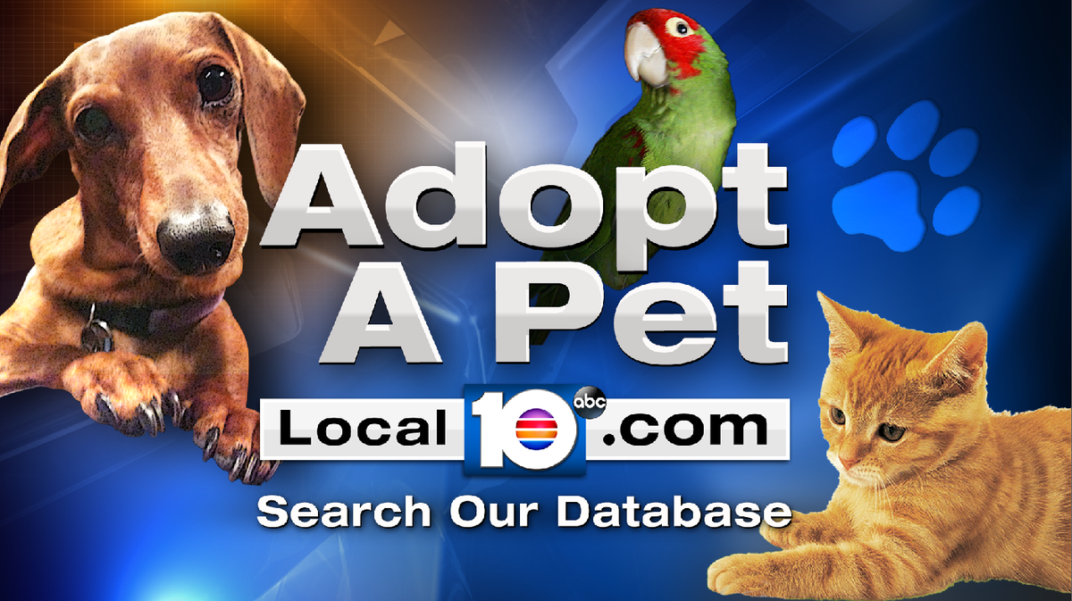 ADOPT DON'T SHOP! Check out these furry friends looking for their new forever home! bit.ly/1jxkYEI?utm_me… http://t.co/tnjFhbvVub