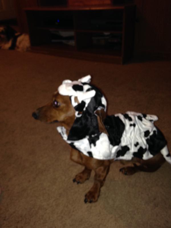 nikki2kids's tweet image. @BlogPaws our dogs, Wally, the Cow, and Spot, the shark,  in last years costumes  #BlogPawsHalloween