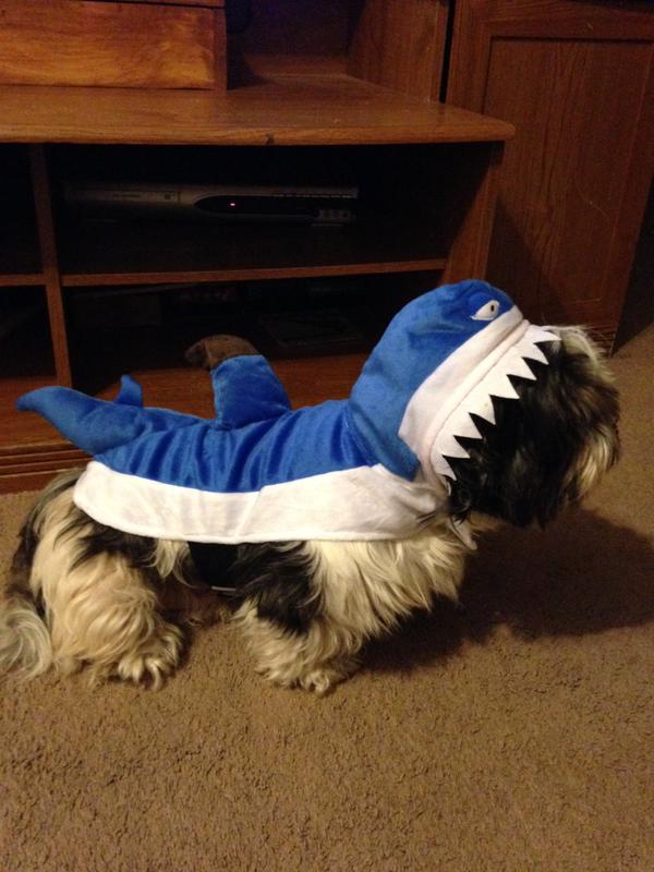 nikki2kids's tweet image. @BlogPaws our dogs, Wally, the Cow, and Spot, the shark,  in last years costumes  #BlogPawsHalloween