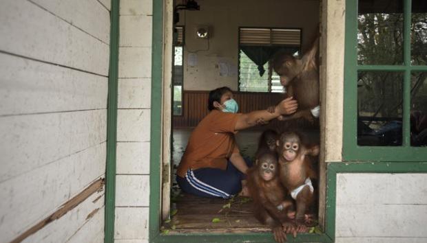 Обезьяна трудится. Самку орангутанга спасли из борделя. Самка орангутана. Самку орангутанга спасли из борделя. Исполинский бурый орангутанг.