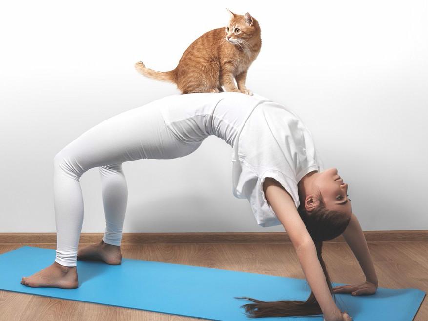 Hoodline's tweet image. KitTea Now Hosts Feline-Friendly Yoga Classes And Movie Nights:
hoodline.com/2015/10/kittea… by @LightExposures