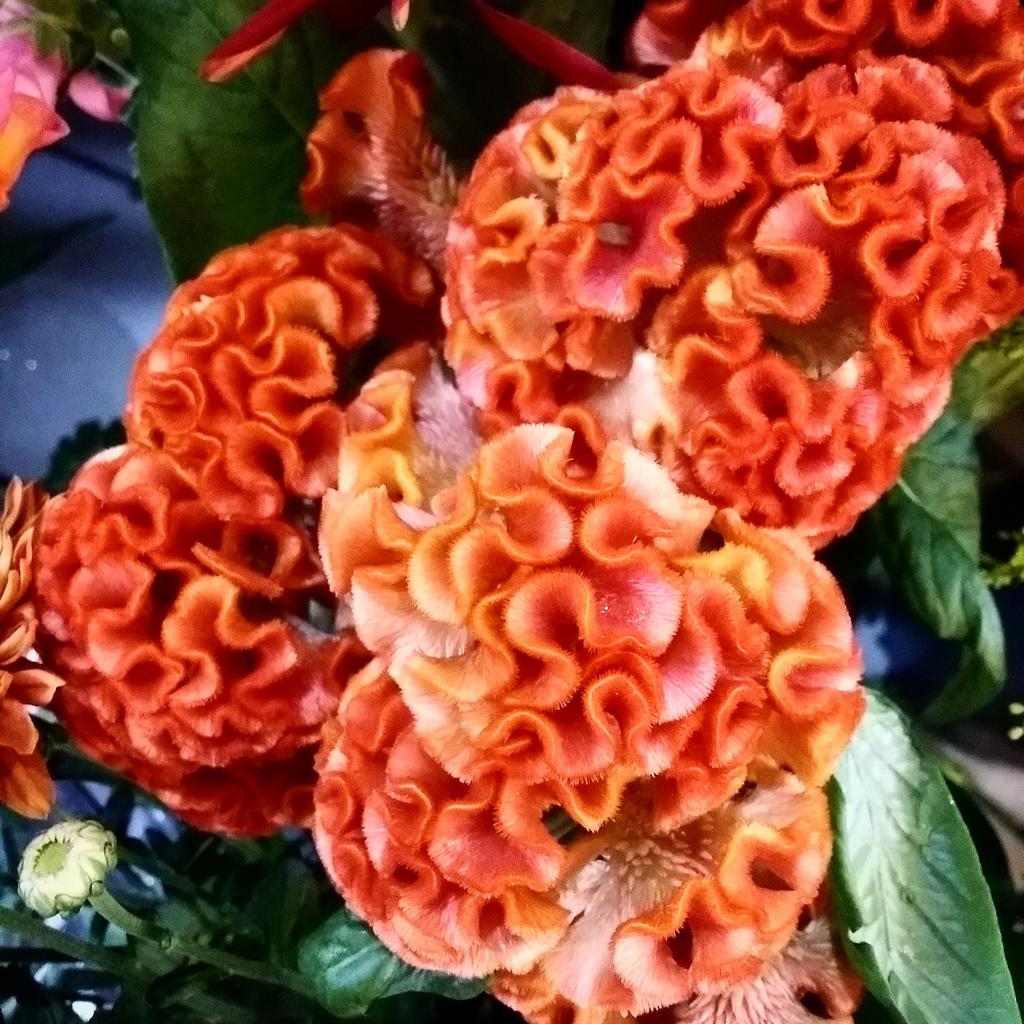 Lily's Garden (arthursgarden) Twitter