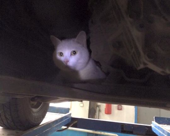 Кошка под капот. Кот под машиной. Котенок под машиной. Кошка под капотом машины. Кот залез под капот машины.