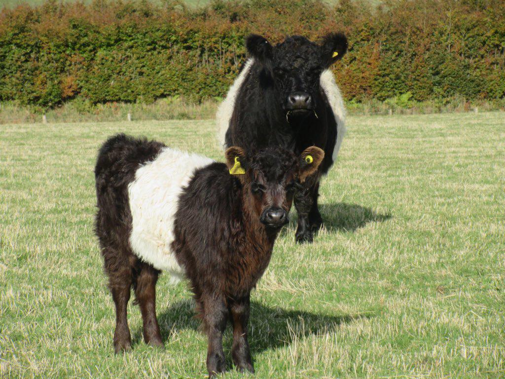 newlandfarm's tweet image. #teamStripe #BeltedGalloway #calfpix