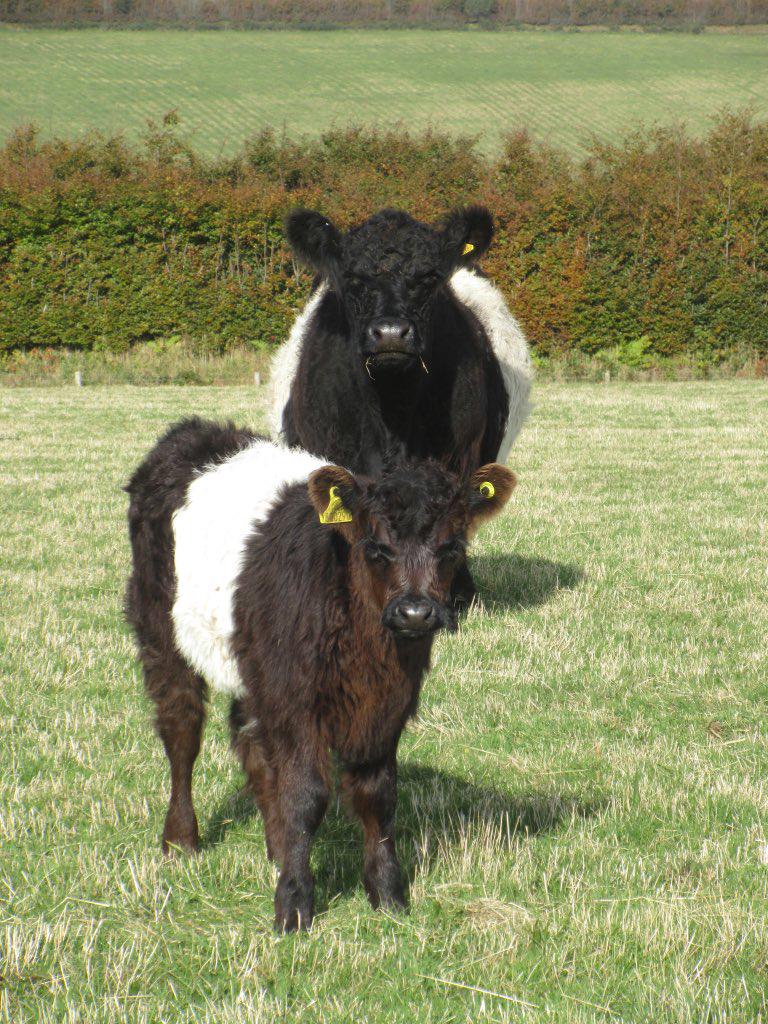 newlandfarm's tweet image. #teamStripe #BeltedGalloway #calfpix