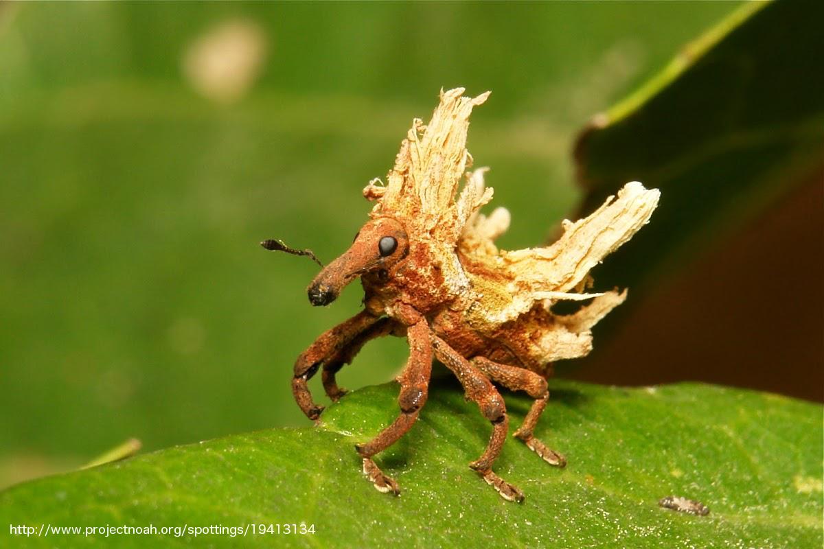 InsectRob's tweet image. Going to write article on Entomopathogenic Fungi for Microbiology course. Anybody know any cool things about them?