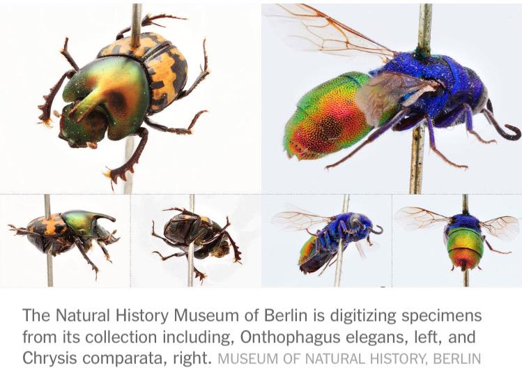 Gorgeous museum specimens find new life online as 3D scanned images nytimes.com/2015/10/20/sci…