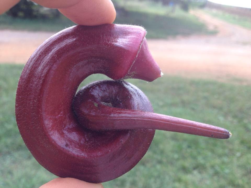 UglyFruitAndVeg tweet picture