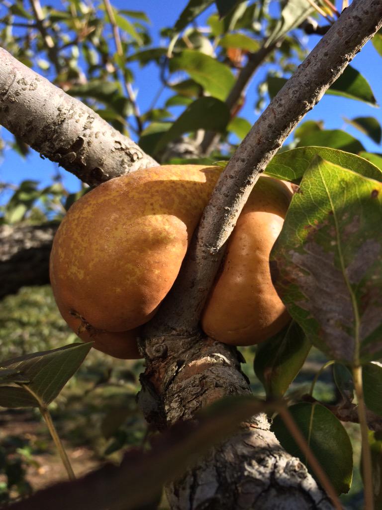 bardonfarmer's tweet photo. #pear #FarmLife #fruit #orchard   I couldn't get this Bosc pear out! https://t.co/VapR5tL1Xb