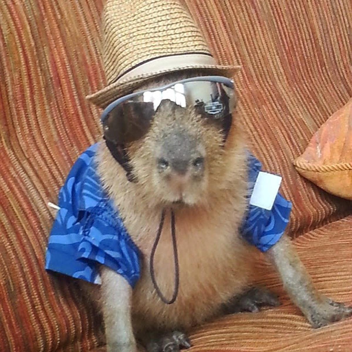 Capybara_One's tweet image. Ready to go cubi&apos;n Wish me luck bois! #Partyhard #Capybara #Lookingforpartner