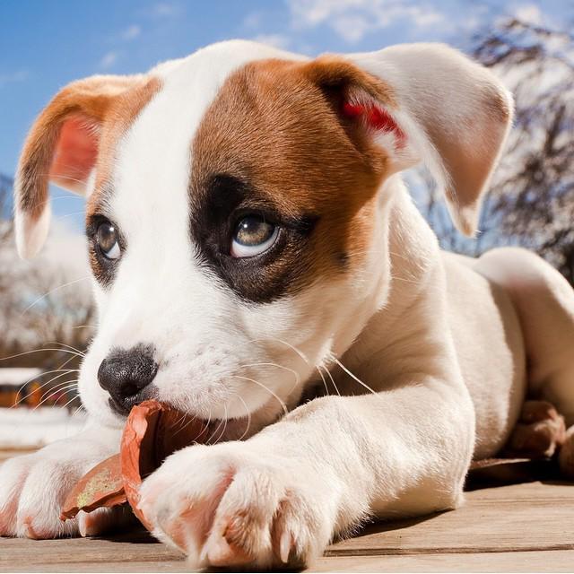 Pets Playground tweet media