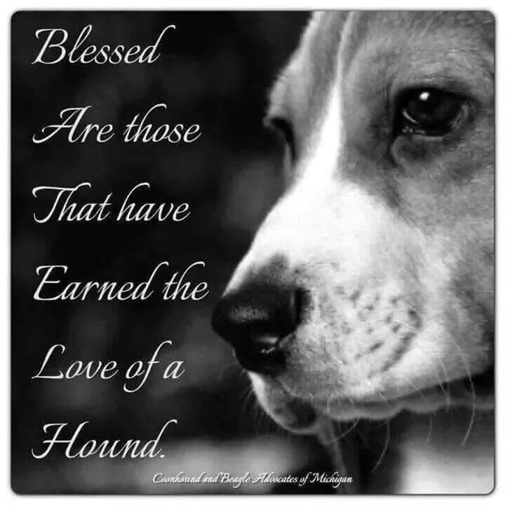 Truman The Beagle (@weinmantruman) on Twitter photo 