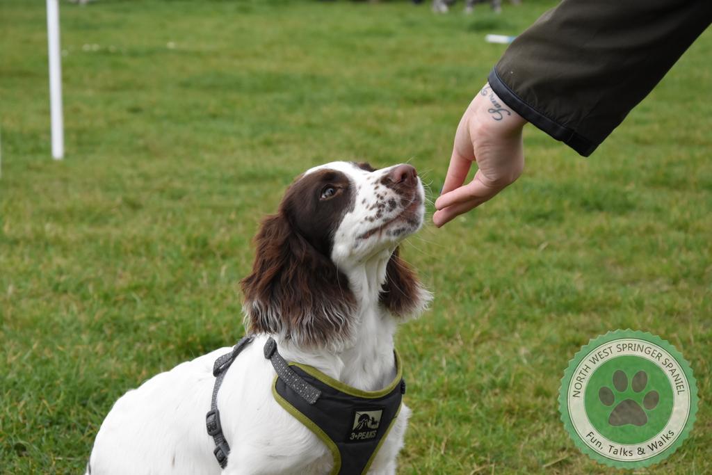 NWspringersUK's tweet photo. Dog barn birthday bash https://t.co/67IKxyjaPA