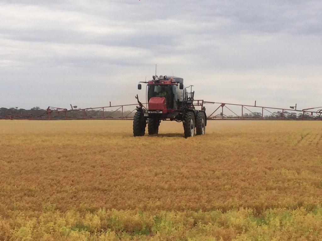 DMAg_consultant's tweet image. Dessicating lentils - limiting hurricanes exposure to environment #poddrop