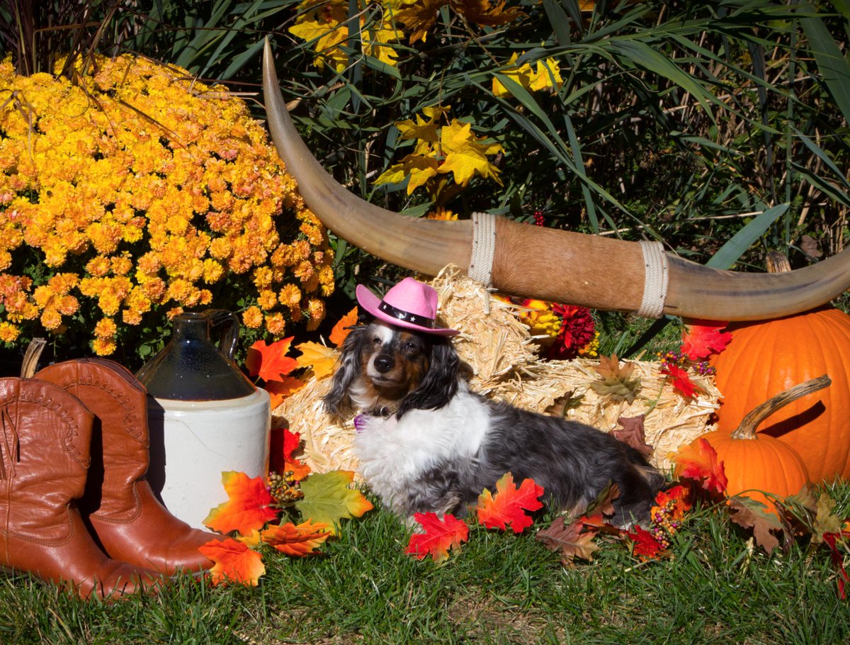cmgordon4's tweet image. #BlogPawsHalloween our lil cowgirl Zoey- Yeeeewooof!!