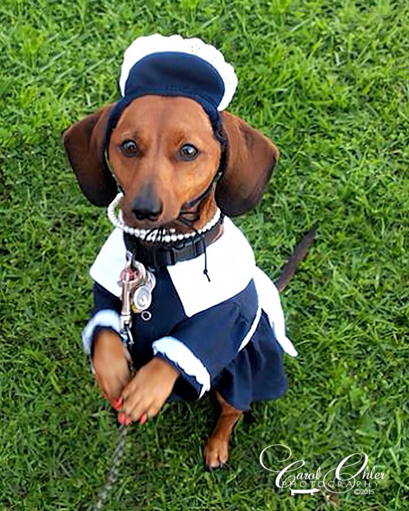 classymis's tweet image. This is Chessie from Santa Clarita @NewsJuan