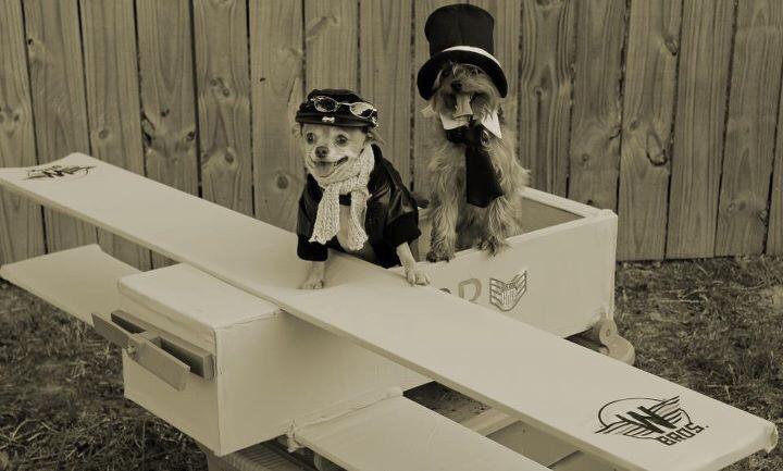 ashley_herridge's tweet image. Rex and Bo as The Wright Brothers! #BlogPawsHalloween