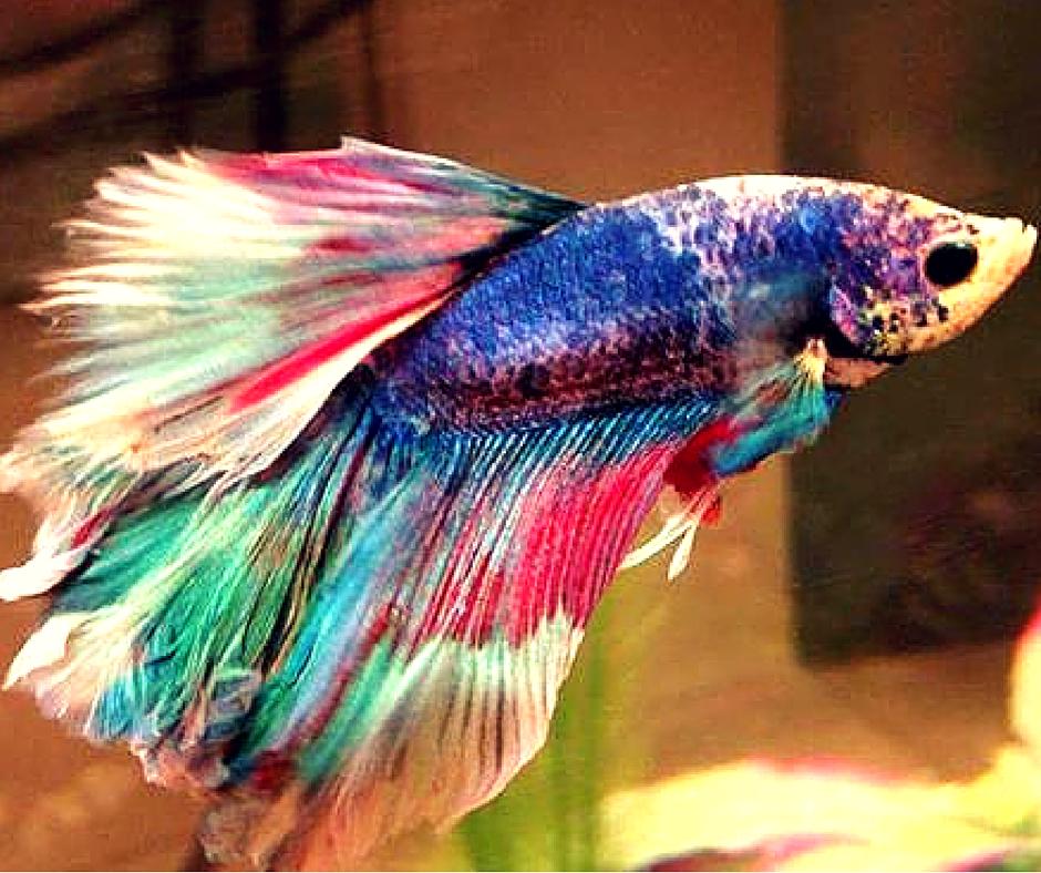 Betta Fish Org. on X: How cool is a rainbow-colored Betta fish? Very cool.  😍 #betafish #bettafish  / X