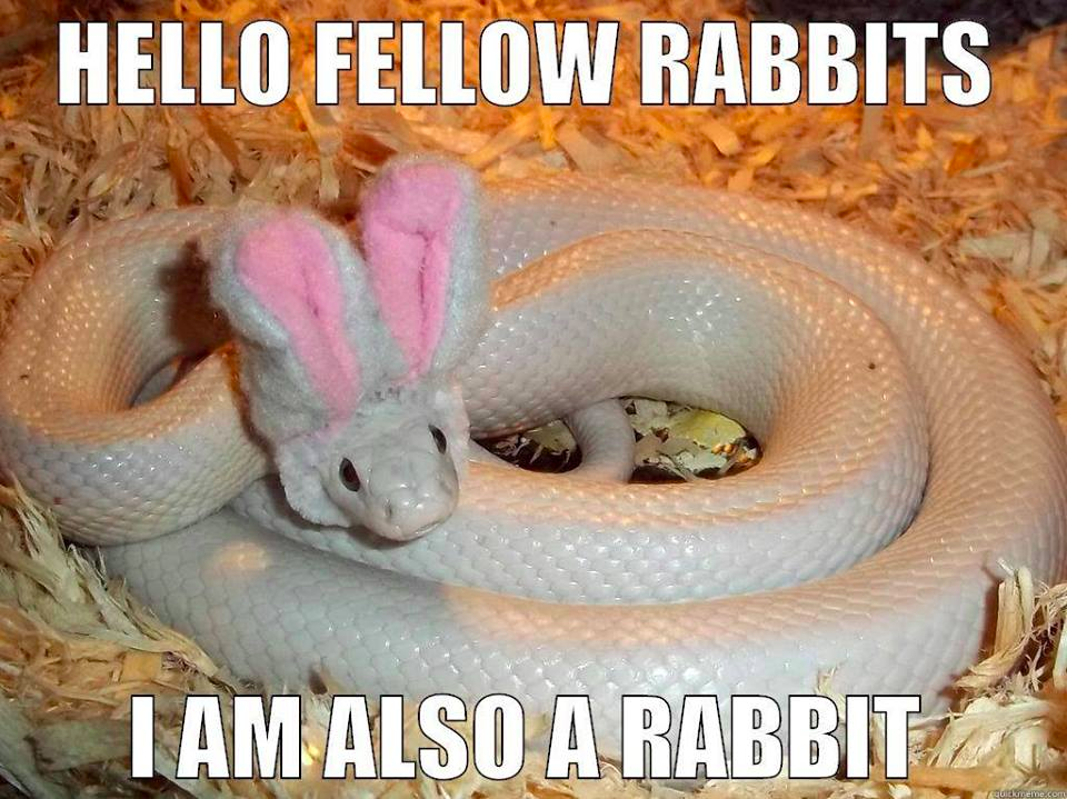 even snakes celebrate halloween