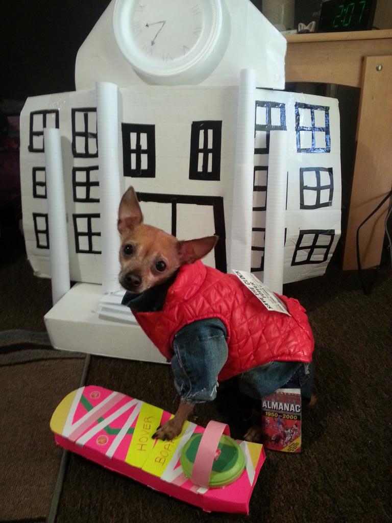 aprlm's tweet image. @BlogPaws this is @Zeus_Zoo as Marty McFly from back to the future.With hoverboard,almanac &amp;amp; all #BlogPawsHalloween