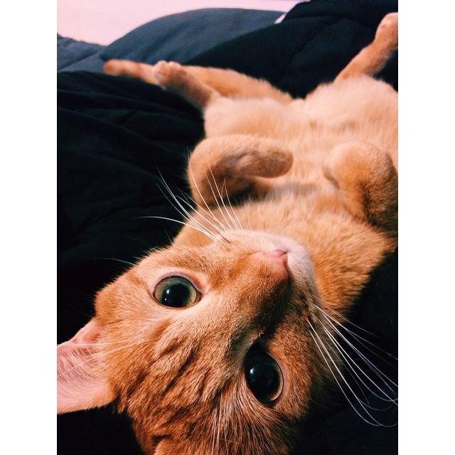 petsocietyx's tweet photo. https://t.co/GKPaRaXQCq