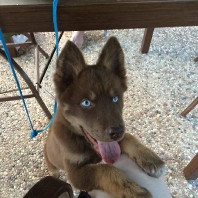 Pets Playground tweet media