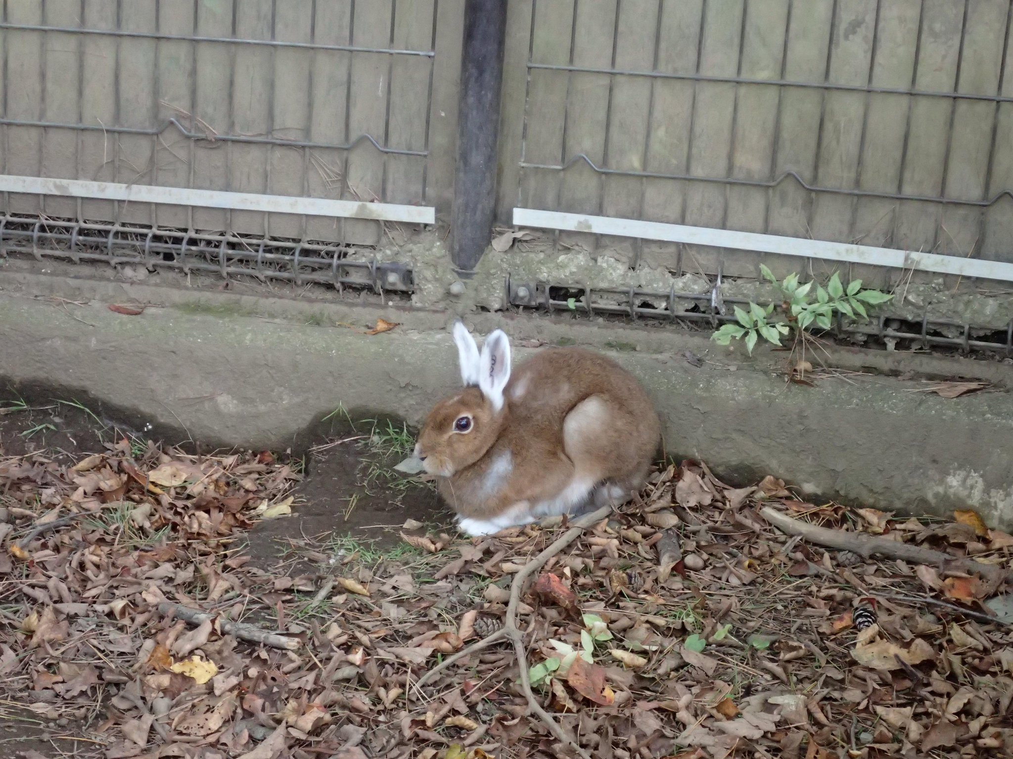 毛が入れ替わる最中の トウホクノウサギ が可愛すぎるｗｗｗｗｗ えのげ