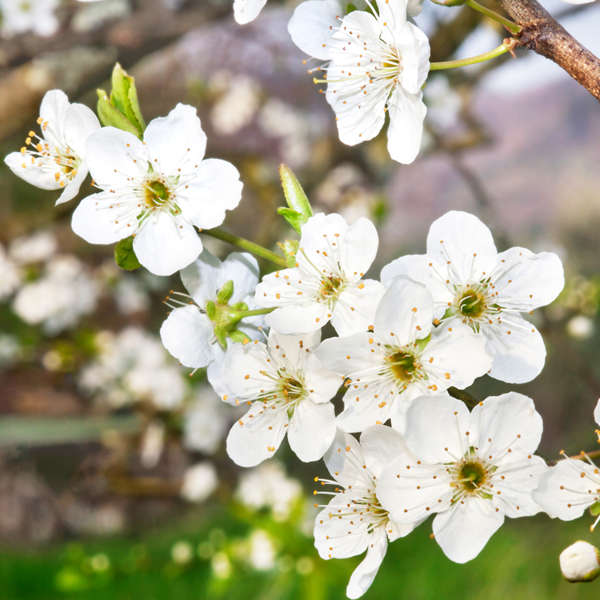 Niks niet herfst, economische Lente! Waarschijnlijk is het bij u als ondernemer ook... Lees: goo.gl/TVKr0k