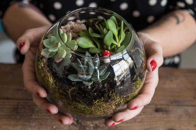 SoshDC's tweet image. Terrarium class with succulents: bso.sh/1ZTIpsx
