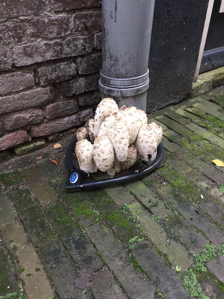 Even een plaatje uit de stad: inktzwammen in de steeg <a href="/shertogenbosch/">'s-Hertogenbosch</a>