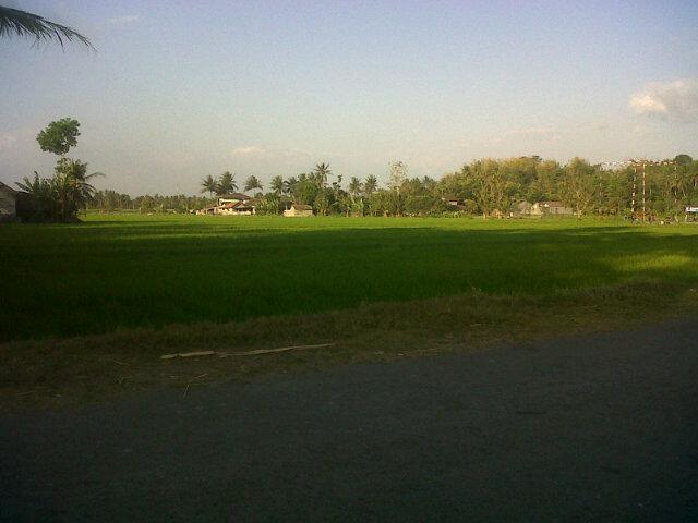 Sedikit hamparan sawah di dusun #bongsren #gilangharjo #pandak #Bantul #Jogja
