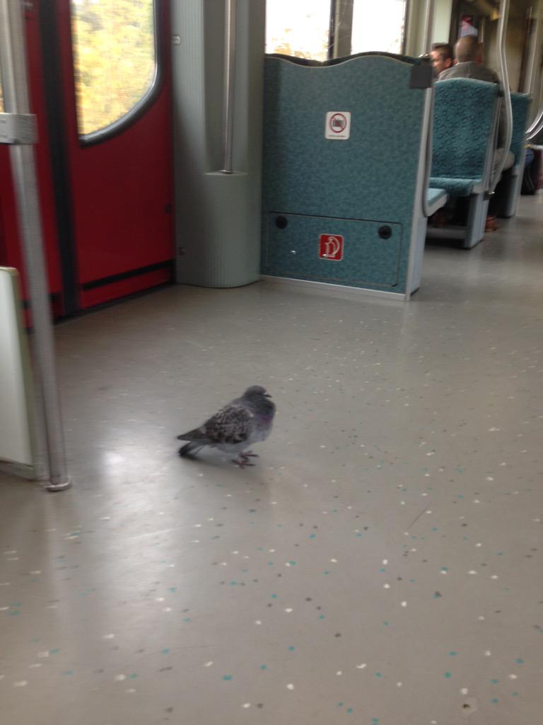 DavyWathne's tweet photo. Når selv duene reiser kollektivt, vet du at du har truffet med tilbudet! https://t.co/MGru6vWtvQ