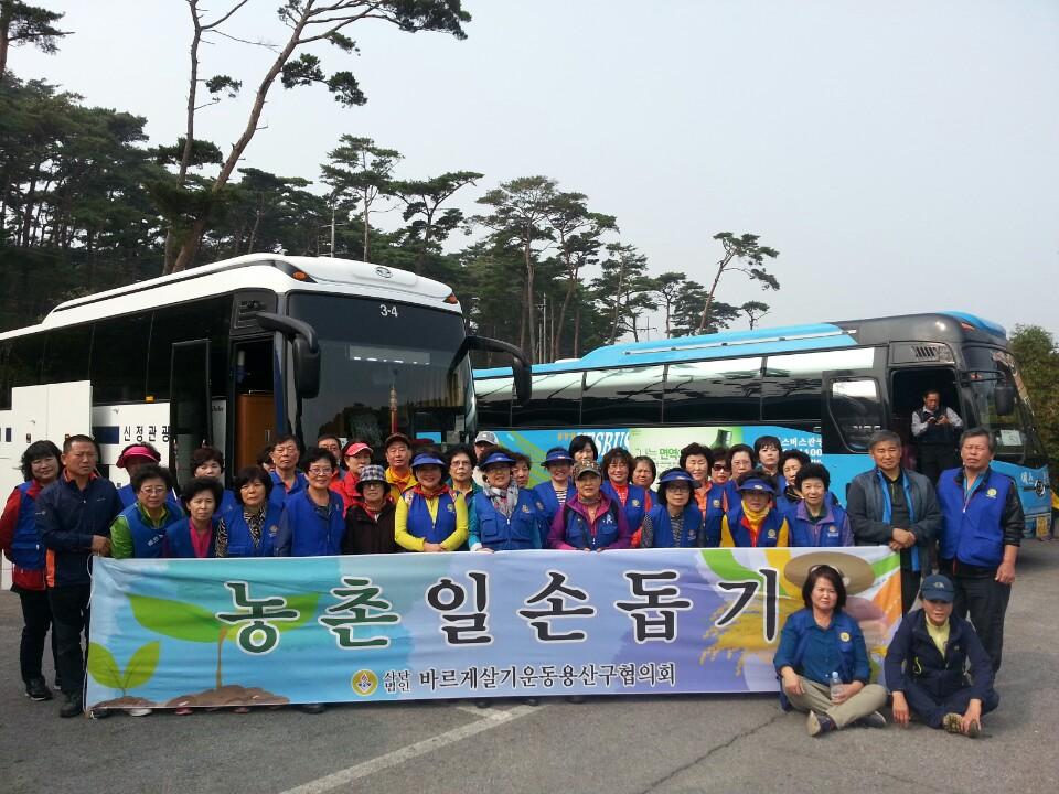 바르게살기운동용산구협의회는
2015.10.20(화) 전세버스를 이용하여
회원 42명이 참여해 충남 서산시 고북면 신정 1길 105-1 한 농가에서 고추 따기 마무리 농촌일손돕기를 실시하였습니다.