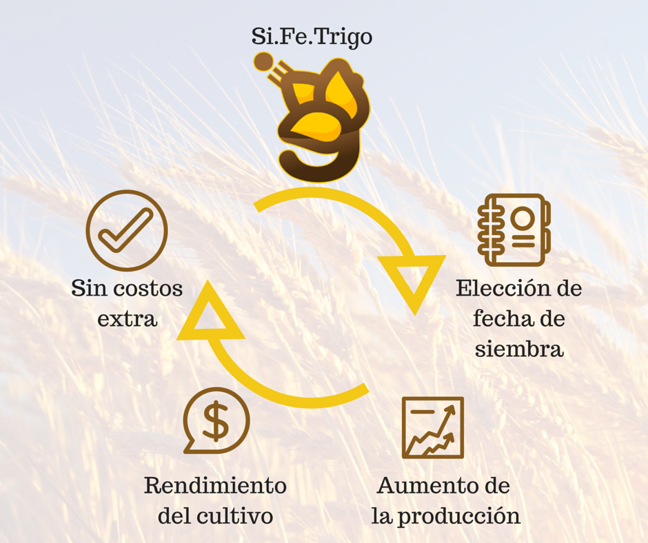 ContactoAgrobin's tweet photo. Así es como funciona Si.Fe.Trigo! https://t.co/R8p2V8DypH