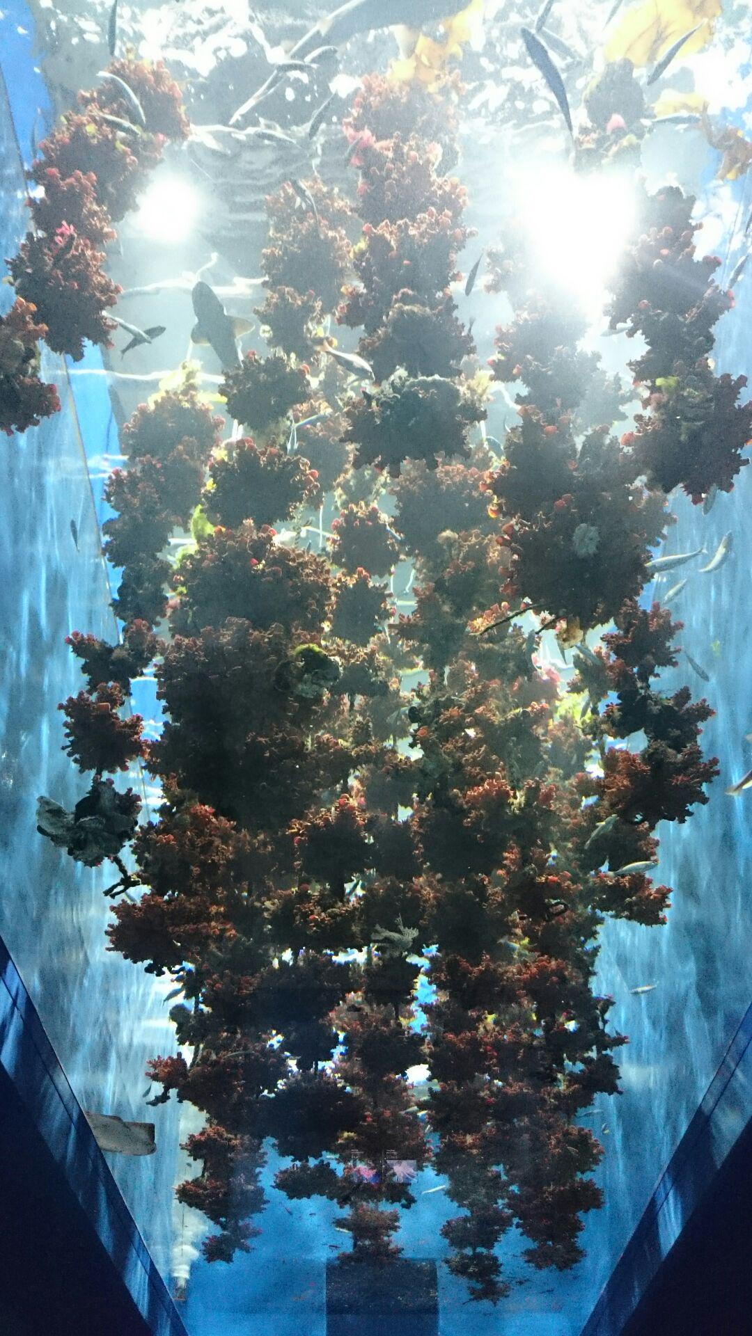 仙台うみの杜水族館 ホヤ水槽 S Uminomori T Co 79vjjjc04q 写真館 Kazunorikotoba