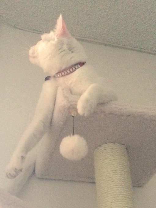 New kitty tree for the babies 🎀 @KurtLockwoodXXX 🐱🌳#kittycats #meow https://t.co/Ex2erIJ4B2<a class="tags" target="_blank" title="On Twitter" href="/?out=eyJ0eXAiOiJKV1QiLCJhbGciOiJIUzUxMiJ9.eyJpYXQiOjE3MjQ1MzkyMjksImlzcyI6InR3cG9ybnN0YXJzLmNvbSIsIm5iZiI6MTcyNDUzOTIyOSwiZXhwIjoxNzU2MDc1MjI5LCJyZWRpcmVjdF91cmwiOiJodHRwczovL3R3aXR0ZXIuY29tL0t1cnRMb2Nrd29vZFhYWCJ9.MpuYoW7ZtsCP5dldkVAvH8M5VCIkPECpQmpb6x-8E-mq8oj6fO3ExEqUvMRK4WcD1DGGc5pr5B0NGYSkrdf2kw">@KurtLockwoodXXX</a><a href="/tag/meow"class="tags"><span>#meow</span></a><a href="/tag/kittycats"class="tags"><span>#kittycats</span></a>