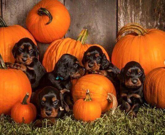 psychopsychic's tweet image. #pickofthepatch