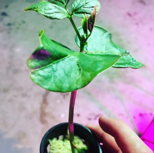 RWwholesale's tweet photo. Photo Credit: @seednleaf
Art of Hydroponics
#rockwool #rockwoolwholesale #plants #netpot #hydroponics #hydroponic https://t.co/1PNDHQQAxy