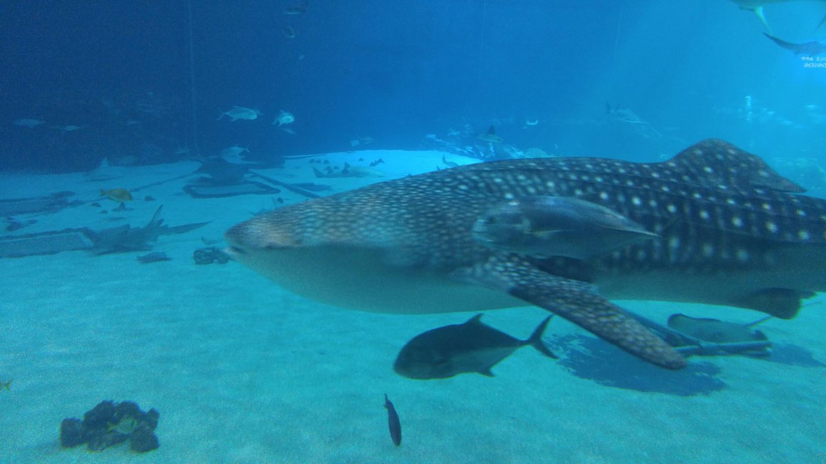 FusionInteract's tweet image. Meeting fellow innovators at Venture Atlanta 2015 Conference at the Georgia Aquarium. #VENATL15