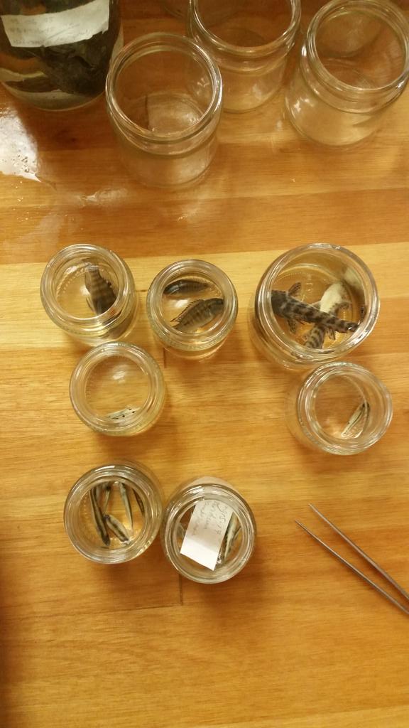 Into the Okavango (@intotheokavango) on Twitter photo <a href="/goetzneef/">Götz Neef</a> and <a href="/pskelton6/">Paul Skelton</a> sorting out the fish collection. Some very exiting findings. Still lots to do. #okavango15 <a href="/goetzneef/">Götz Neef</a> and <a href="/pskelton6/">Paul Skelton</a> sorting out the fish collection. Some very exiting findings. Still lots to do. #okavango15