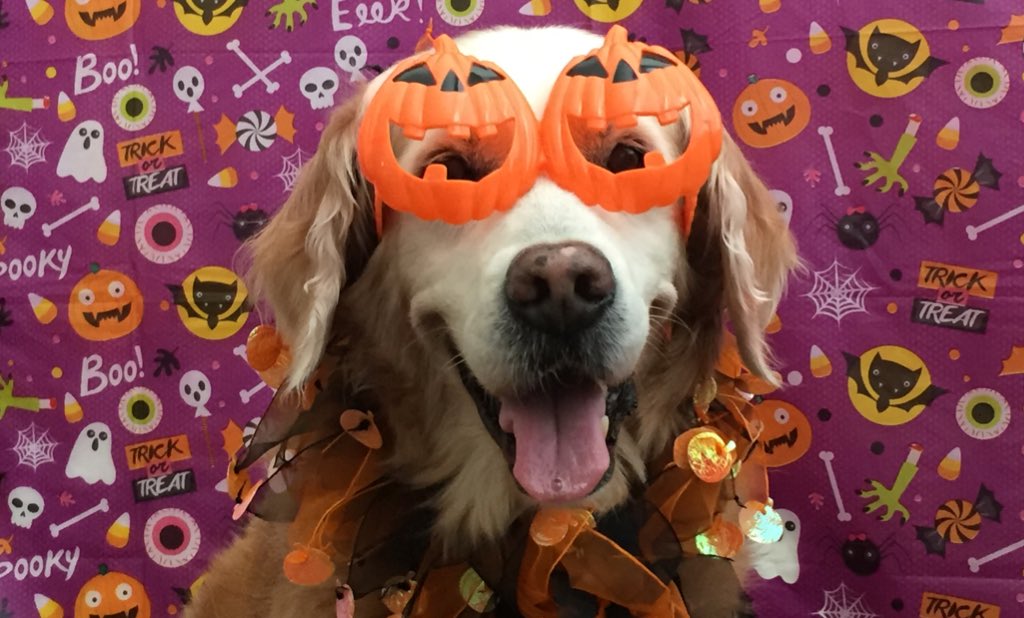 GoldenWoofs's tweet image. Woofs @BlogPaws SUGAR Golden Pumpkin 🎃#BlogPawsHalloween 🐾