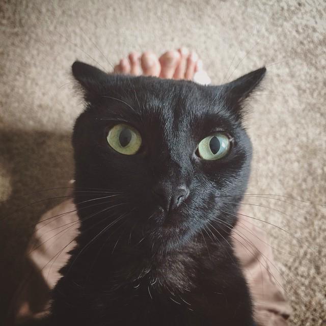 Pets Playground tweet media