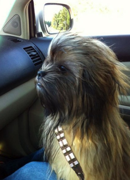 MyDjogg's tweet image. Ne restez pas du côté obscur de la force... Rejoignez My Djogg ! #StarWars #chien #running topito.com/top-animaux-co…