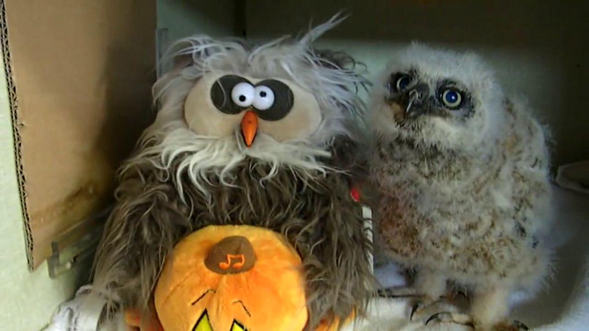 Koreus Com Un Bebe Hibou Grand Duc Chante Et Danse Avec Un Hibou En Peluche T Co 0xcl6jbuic T Co 26cytawsbj Koreus Com Un Bebe Hibou Grand Duc Chante Et Danse Avec Un Hibou En Peluche T Co 0xcl6jbuic T Co 26cytawsbj
