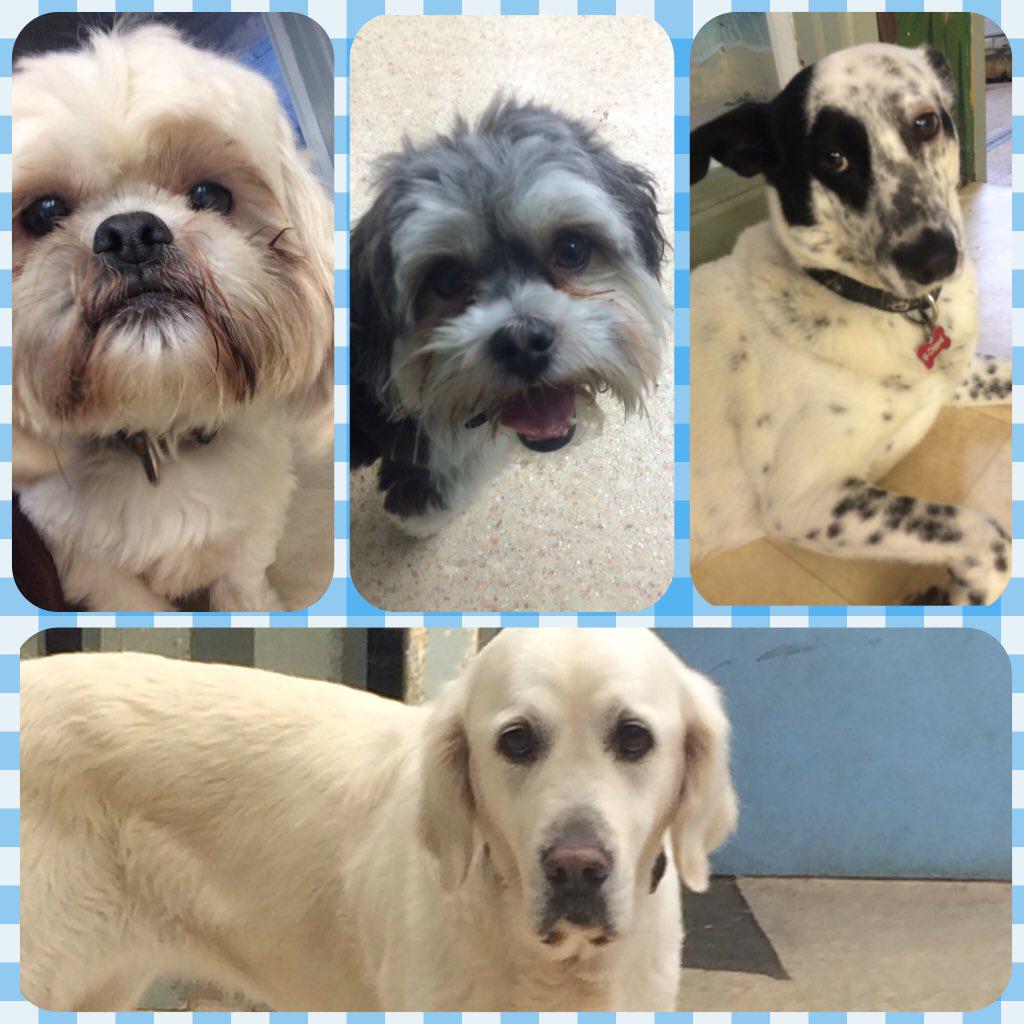 Dundrum dog grooming (DogGroomingD14) Twitter