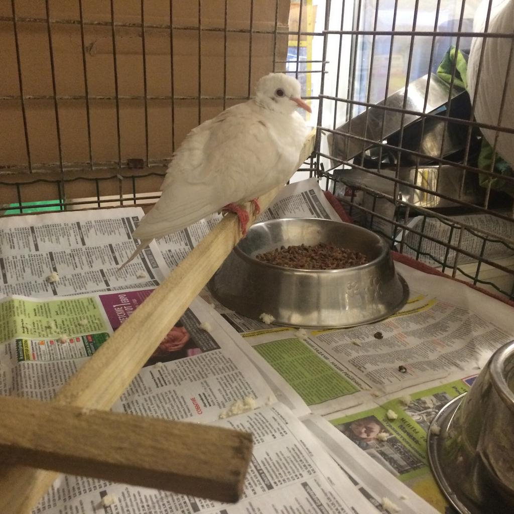 Ulubele's tweet image. Mums jauns iemītnieks...
Atrasts Līču mežā mazs balts balodīts
Kāzinieki, jūsu izpriecas = izmisums dzīvai radībai